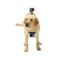 پایه دوربین گوپرو مدل Fetch Dog Harness